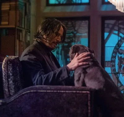 John Wick | Dog sitting 