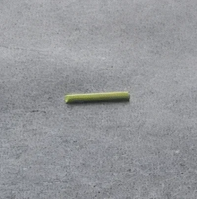 Inanimate Carbon Rod - In Rod We Trust