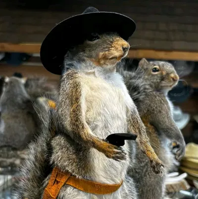 Wild squirrel.