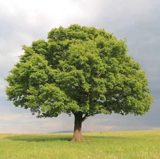 Are you coming to the tree?