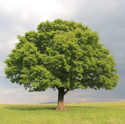 Are you coming to the tree?