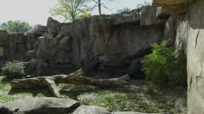 Alien Zoo