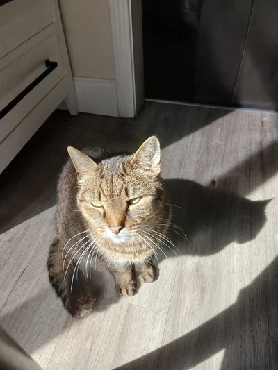 this is uhhh my cat