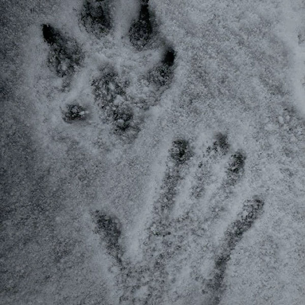 Werewolf Rowan