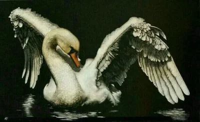 Introduction to Eater Anatomy of a Swan 
