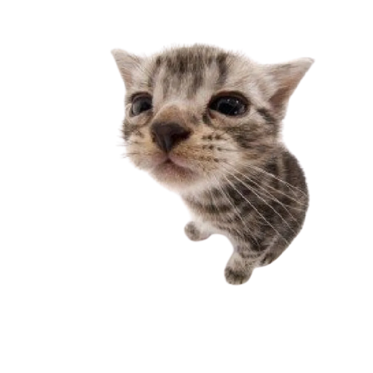 mew