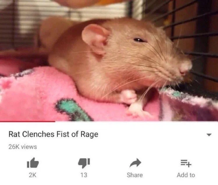EVIL FUCKING RAT|| Edward Nashton