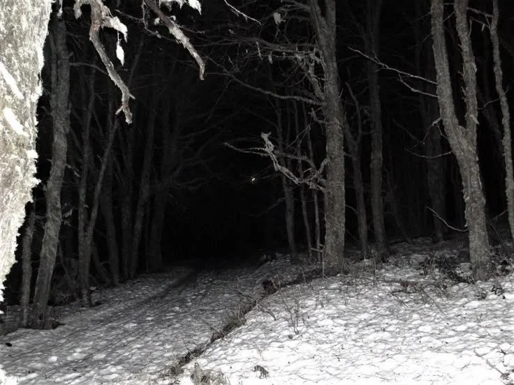 So cold {{Snow forest}}