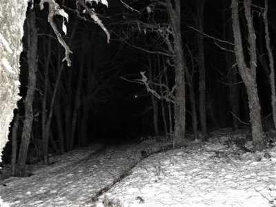 So cold {{Snow forest}}