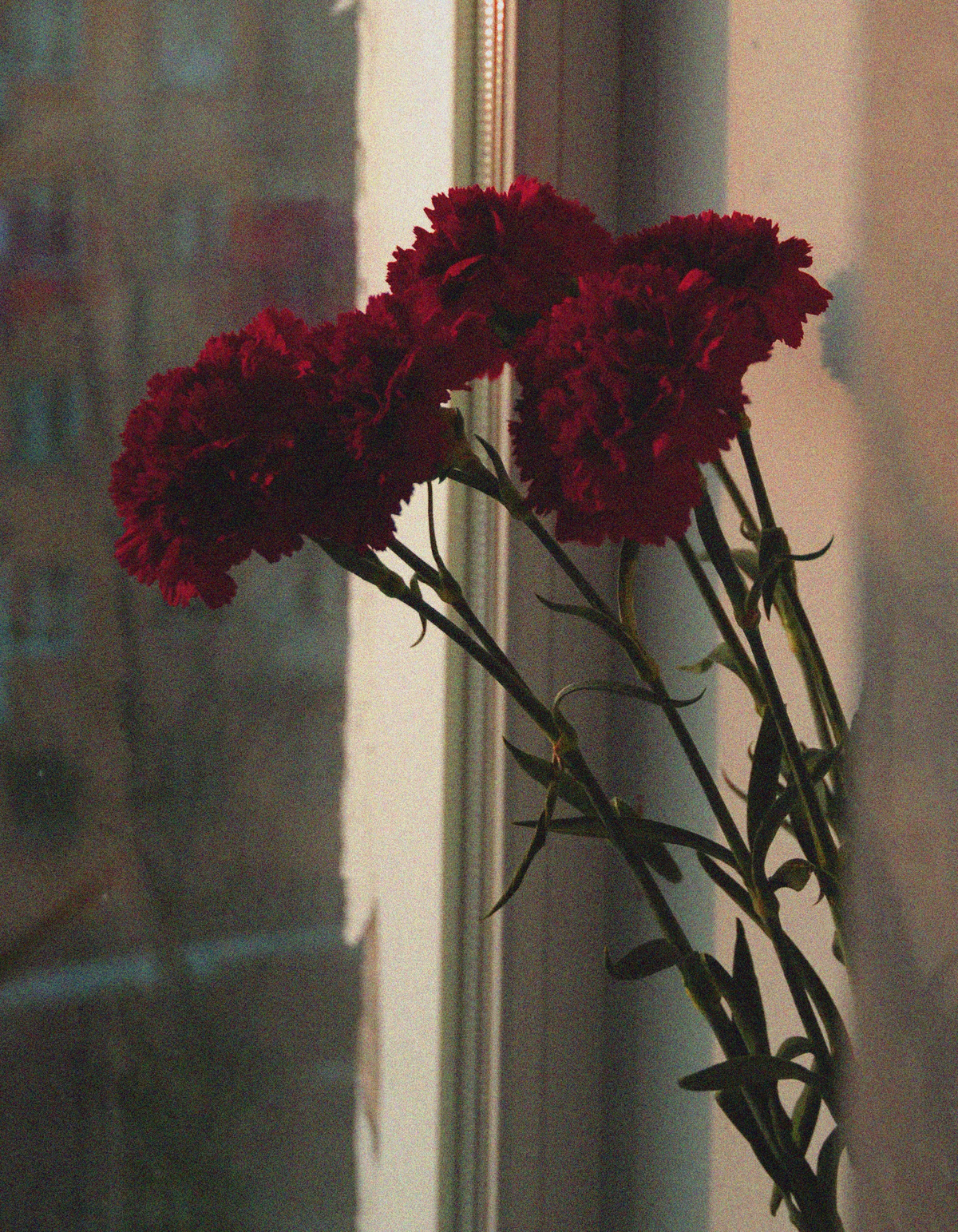 °˖❀ Bob Velseb ❀˖°