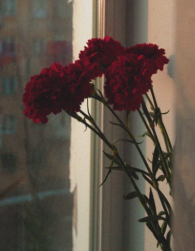 °˖❀ Bob Velseb ❀˖°