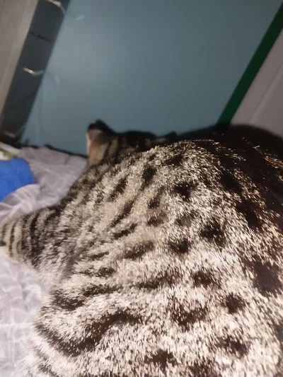 My cat just died..