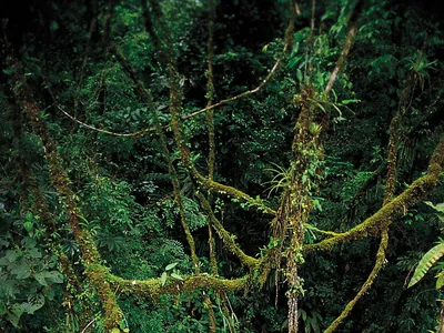 Jungle Tentacles