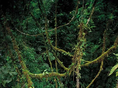 Jungle Tentacles
