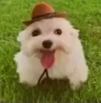Bot requests again