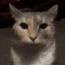 Chat I want to say some things