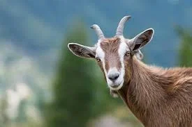 Goat Movie MYOS