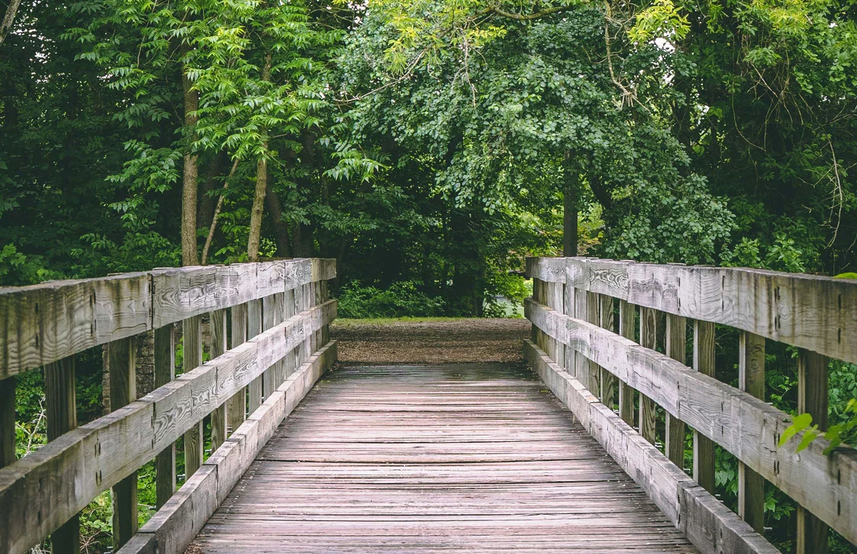 The woods/Forrest