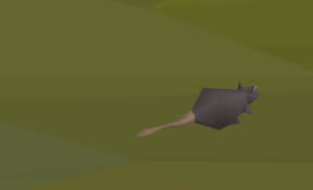 Rat 