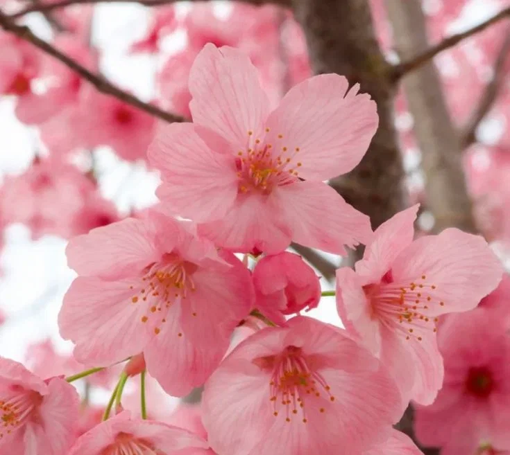 🌸 Cherry Blossom Fairy 🌸