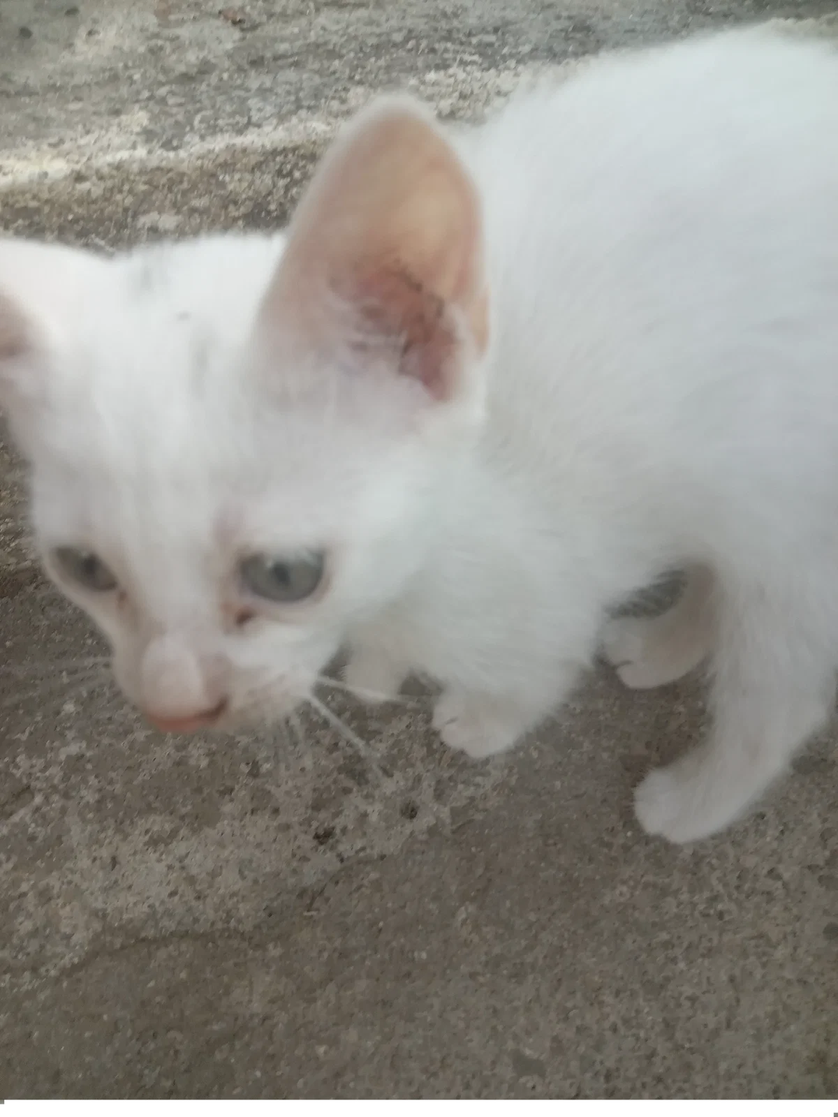 Hi every nyan 