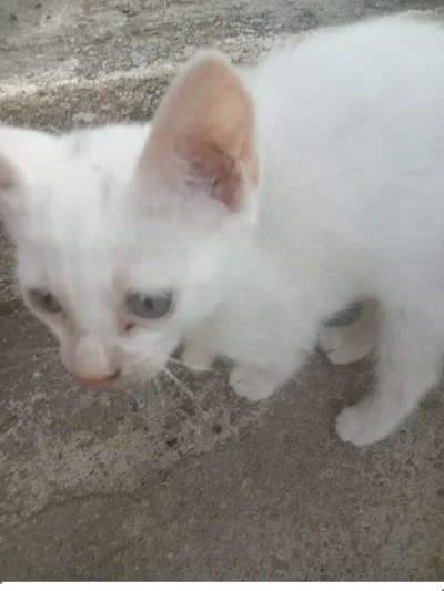 Hi every nyan 