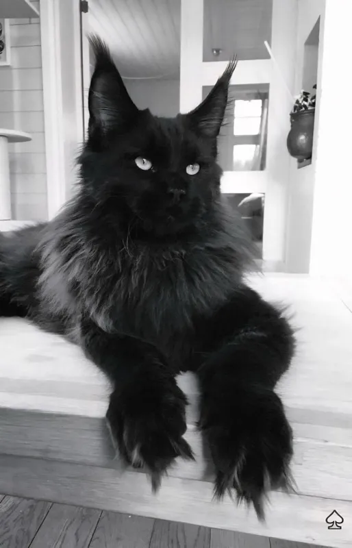 Кот