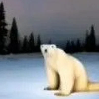 2026 icebear