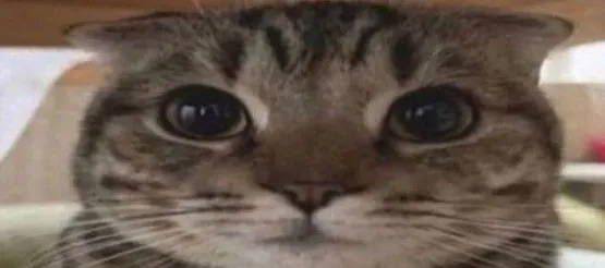 Sonye West Im so back