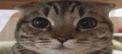 Sonye West Im so back
