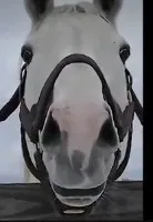 I am horse