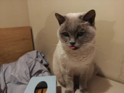 kitten