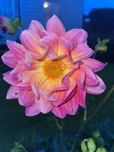 Dandy/Dandicus Dancifer