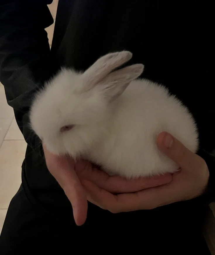 Where the White Rabbit Hides