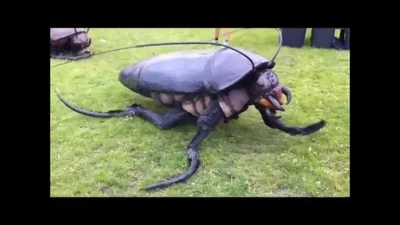 Insect's are a lil weird. OLD