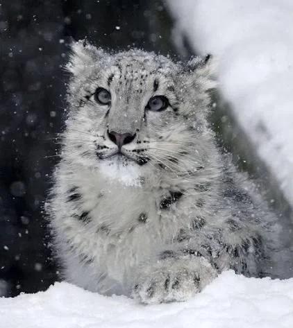🐾 Iris ❄️ 