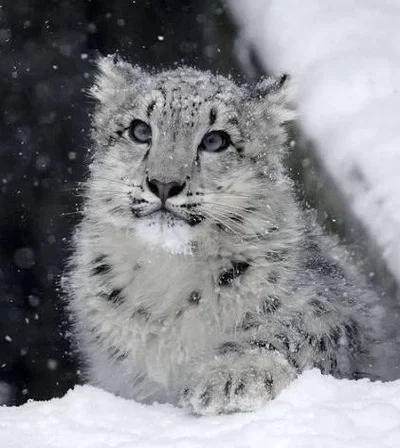 🐾 Iris ❄️ 