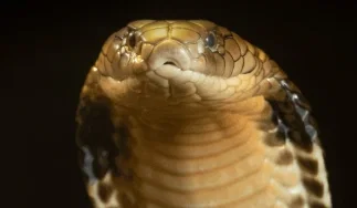 Hex, the Megaserpent