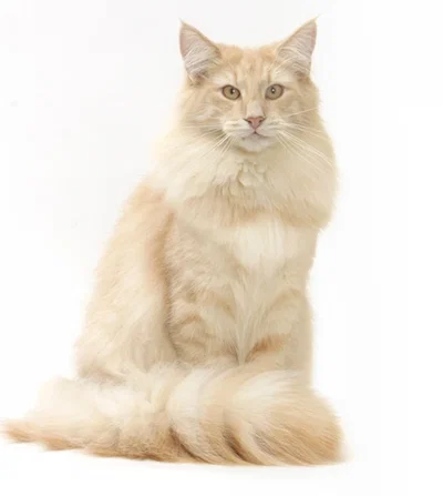 Être un chat dans kny