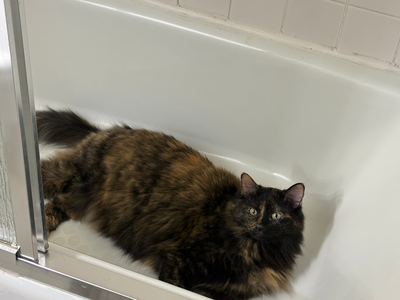 here is my cat in a bathtub