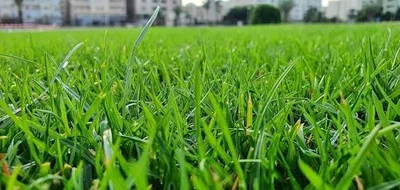 Evil Grass