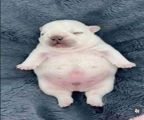 pibble.