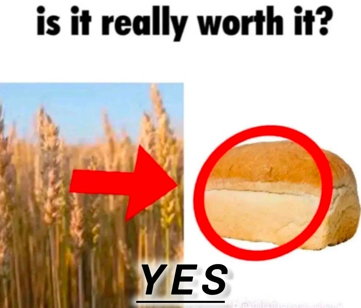 Always believe in Bread Superiority Theory! (IMPORTANT)