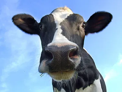 Cow