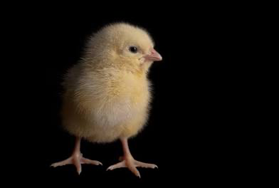 Greg the birb