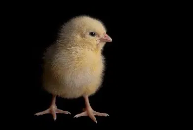 Greg the birb