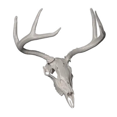 SCP-323