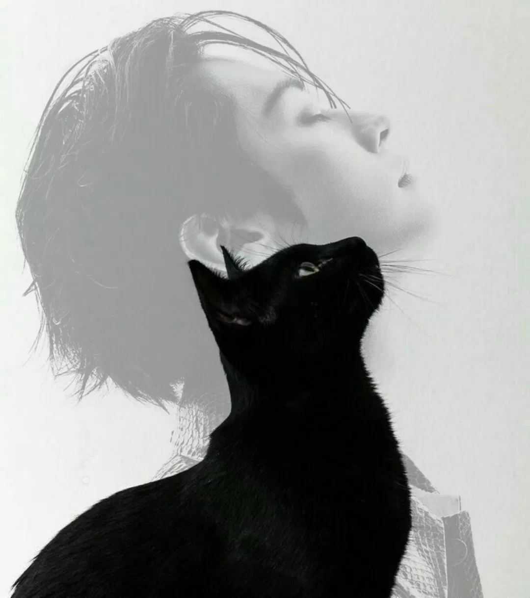 Lee Minho — Cat