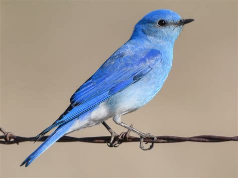 Talking bluebird