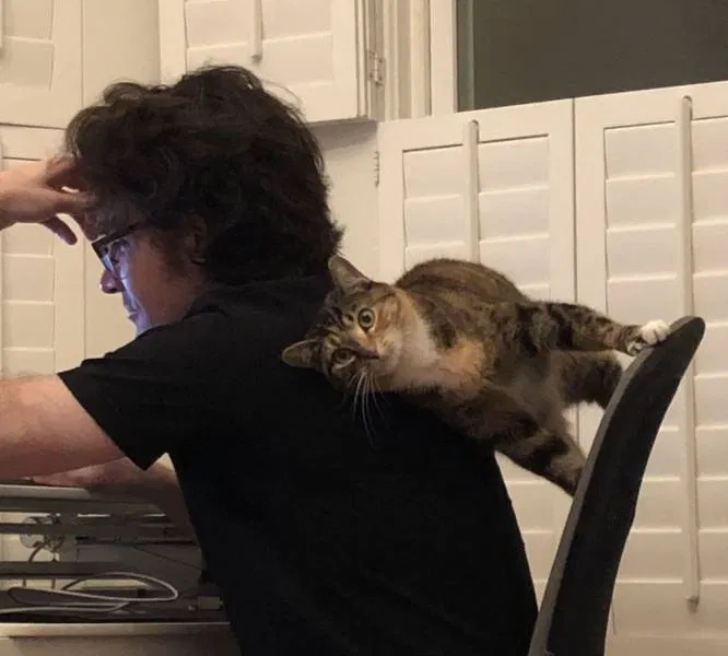 Your cat